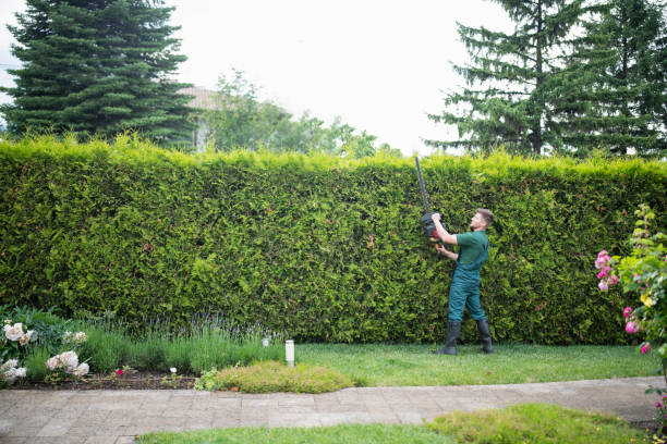 Tree Risk Assessment and Management